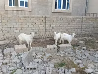 Буз, Saanen goat — акс 2