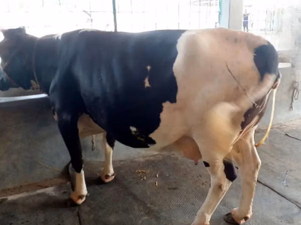 Mucca, Razza Holstein — Bangladesh