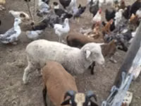 Sheep, Merino sheep — photo 3