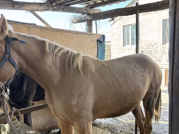 Mare, Horses — Kazakhstan