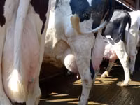 Vaca, Raza Holstein — foto 1