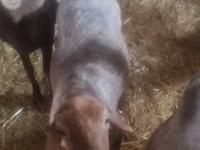 Får, Edilbay sheep — foto 2