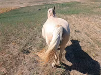 Mare, Horses — photo 3