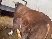 Lo’ (xirmo, jins lama sheegin), Cattle — sawirka 1