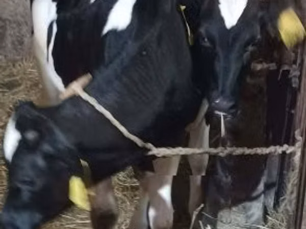 Bou, Rasa Holstein — Ungaria