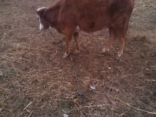 Cow, Simmental cattle — Uzbekistan