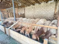 قوچ, Rhon sheep — عکس 3