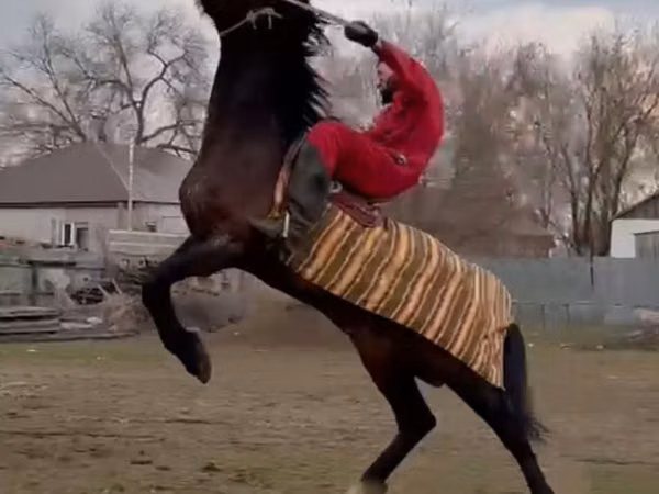 Horse (M), Orlov Trotter — Kazakhstan