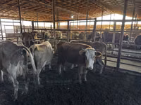گاو ماده, Simmental cattle — عکس 2
