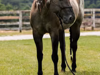 Aygʻir, Quarter Horse — 8-rasm
