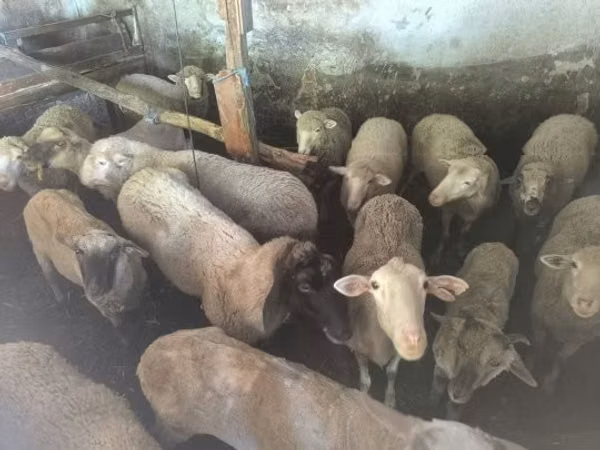 Ram, Sheep — Hungary