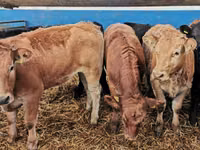 Cattle (batch, sex not specified), Limousin cow — photo 7