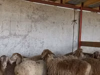 Ido, Sheep — sawirka 2