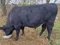 Stier, Aberdeen-Angus — foto 1