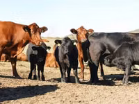 Cow, Holstein breed — photo 3