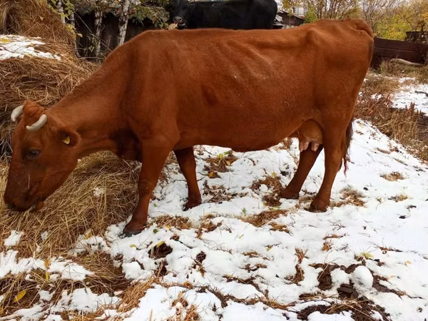 Cow, Cattle — Kazakhstan