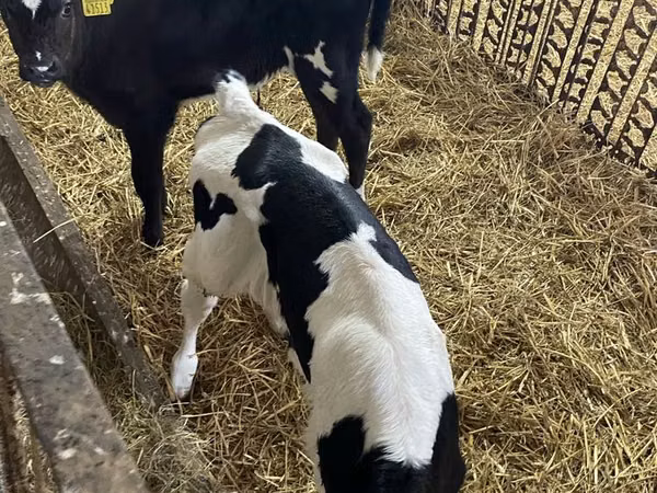 Cow, Holstein breed — Poland