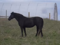 Mare, Black Sea breed — photo 4