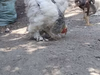 Chickens — foto 2