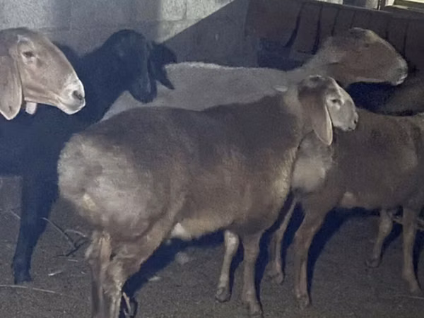 Ram, Sheep — Kyrgyzstan