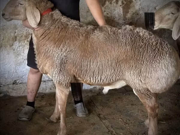 Ovan, Arashan sheep — Киргистан