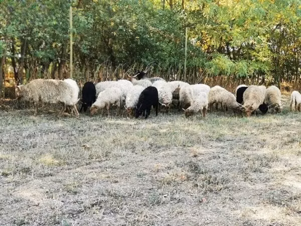 แกะตัวเมีย, Racka sheep