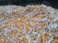 Продаю кукуруза 🌽 Пионер сухой,1кг по 13сом адрес КАРА Балта,40тонна — φωτογραφία 3