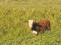 Cow, Hereford — photo 3