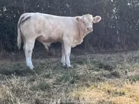 Banteng, Cast cow — foto 2