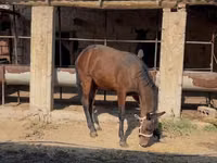 Horse (M), Horses — photo 5