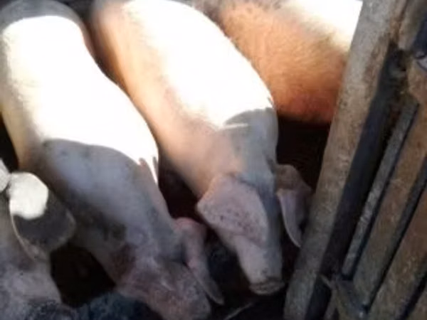 Pigs (batch, sex not specified),  — Hungary