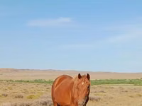 Kuda betina, Horses — foto 1