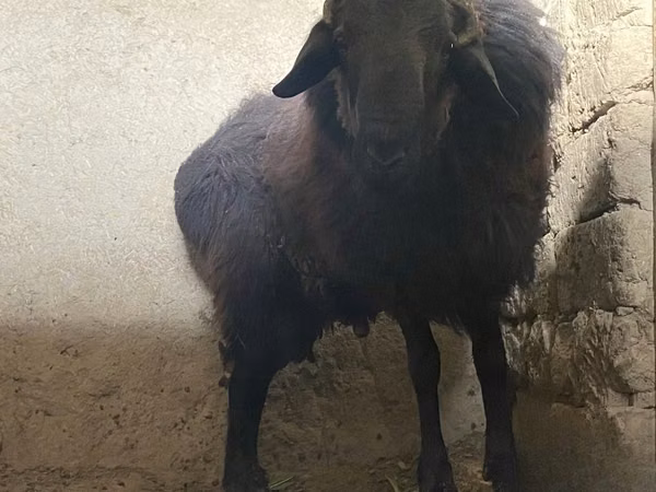 قوچ, گوسفند