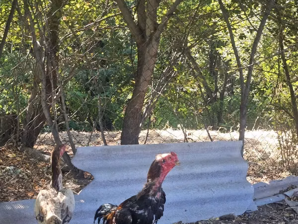Chickens — Kyrgyzstan