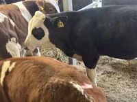 मवेशी (लॉट, लिंग निर्दिष्ट नहीं), Simmental cattle — फ़ोटो 4