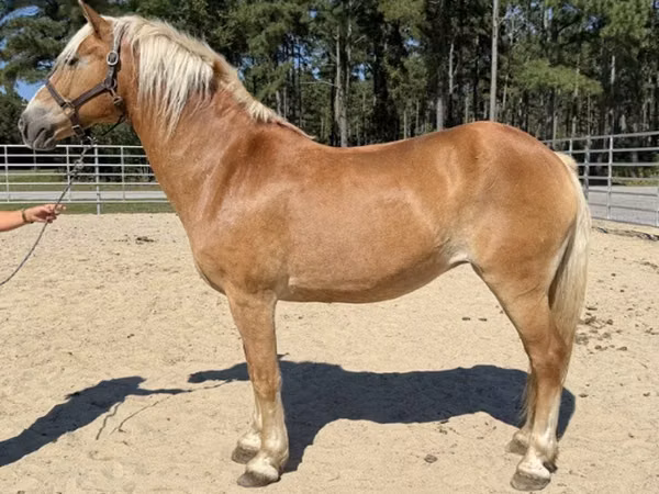 Faras dhaddig, Haflinger