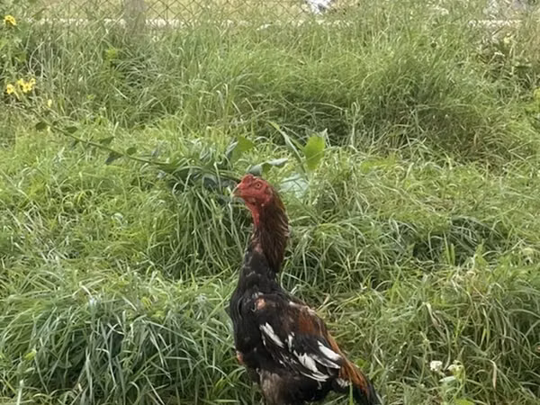 Chickens — 阿塞拜疆