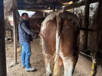 Bull, Simmental cattle — photo 2