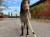 Mare, Welsh Mountain Pony — photo 4