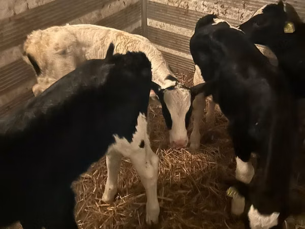 Bull, Russian Black pied cattle