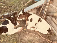Cow, Russian Black pied cattle — photo 2