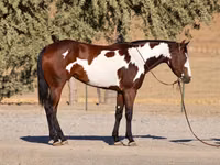Mare, National Show Horse — photo 2