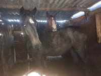 Kuda betina, Horses — foto 2
