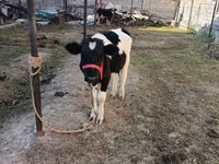 Bull, Russian Black pied cattle — photo 1