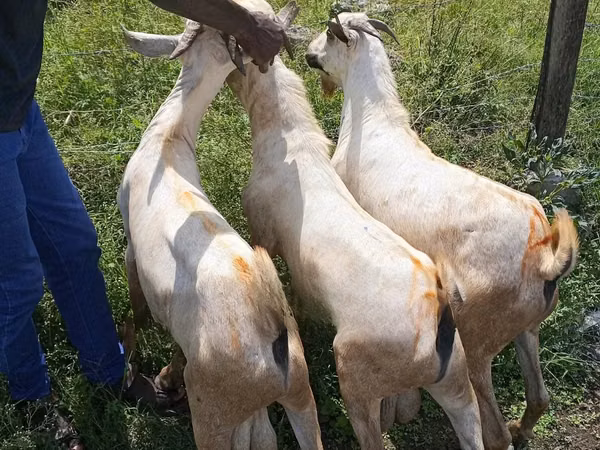 ወንድ ፍየል, Goats