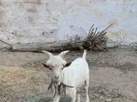 Ged, Geder — foto 4