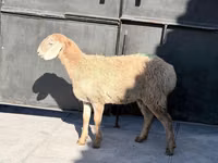 母羊, Hissar sheep — 照片 2