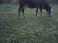 Cow, Holstein breed — photo 2