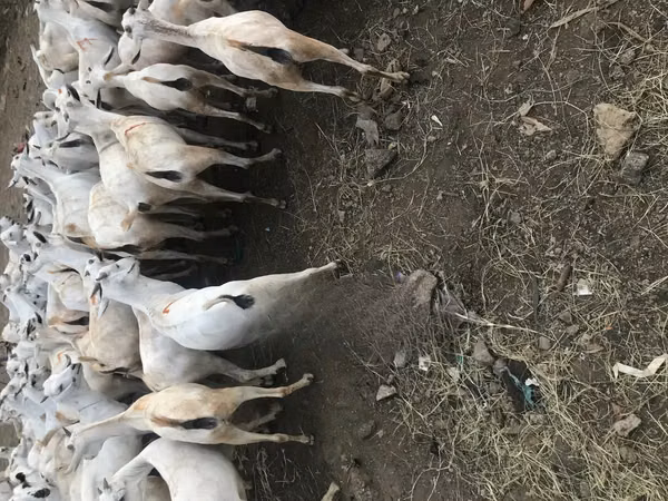 母山羊, Somali goats — 肯尼亚