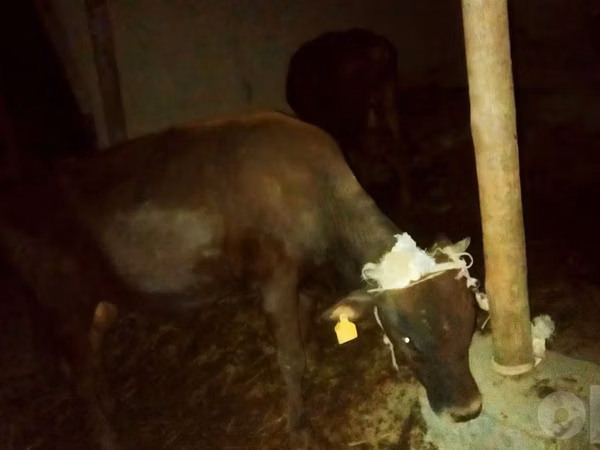 Bull, Cattle — Uzbekistan